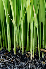 Fototapeta premium Sapling planting of rice preparations.