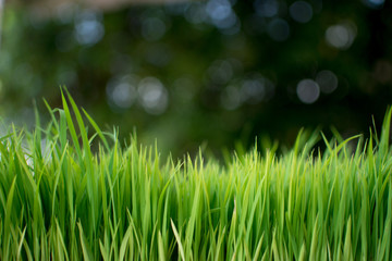 Sapling planting of rice preparations.