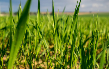 Obraz premium the infinity green fields at rainy cloudy day