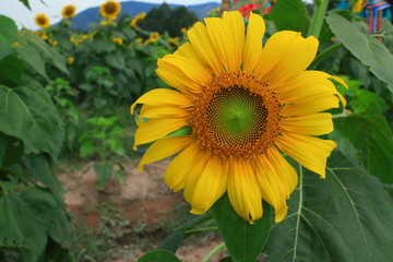 Obraz premium reject