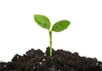 Young sprout of orange in soil humus on a white background, close up