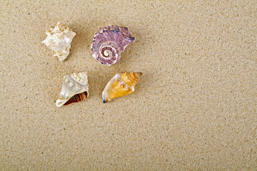 Fototapeta na wymiar Sand with seashells can be used as background