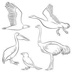 goose, pelican, ostrich, eagle, sparrow bird simple line illustration set