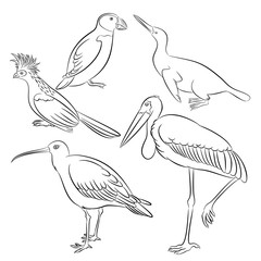adjutant puffin waimanu hoatzin curlew bird line vector simple illustration