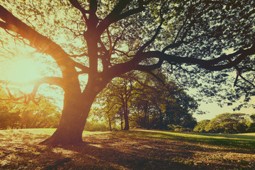 The landscapse nature and sunset in park