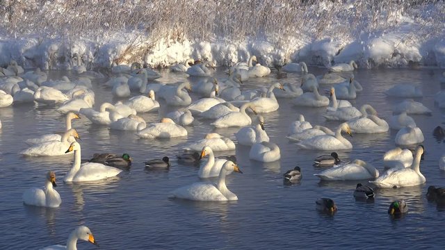 Swans on Altai lake Svetloe in the evaporation mist  at morning time in winter