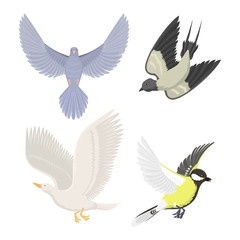 Obraz premium Set of different flying birds vector illustration.