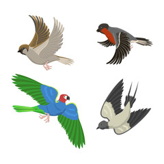 Set of different flying birds vector illustration.