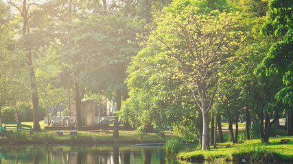 The landscapse nature and sunset in park
