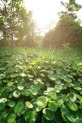The landscapse nature and sunset in park