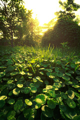 The landscapse nature and sunset in park