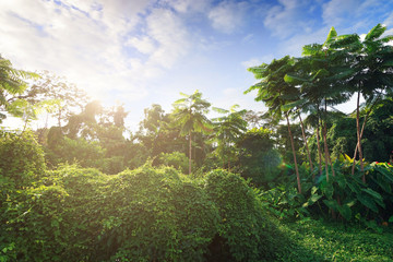 The landscapse nature and sunset in park
