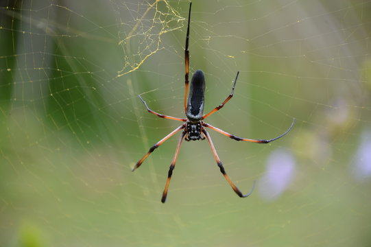 A palm spider with the web