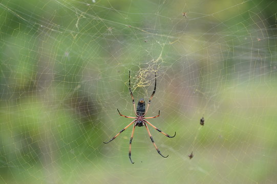 A palm spider with the web