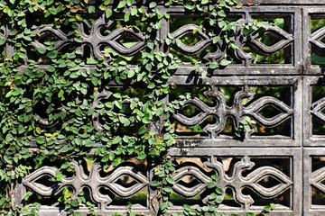 ivy on the wall