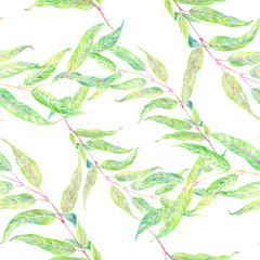 Obraz premium Branch with leaves - drawing with colored pencils. Eucalyptus. Weeping willow. Seamless pattern.
