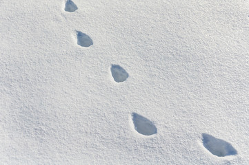 abstract white snow