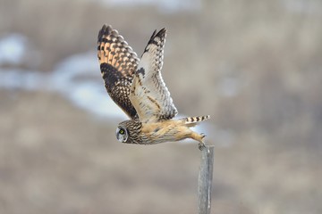 Fototapeta premium owl, owl fly up on the post