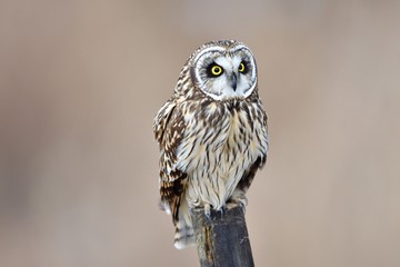 owl, too cute owl is on the post