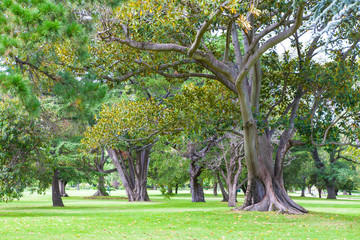 Fototapeta na wymiar big tree and branch nature background