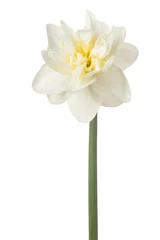 Tableaux ronds sur aluminium Narcisse daffodil flower isolated