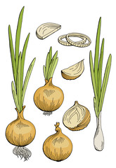 Onion graphic color isolated sketch illustration vector
