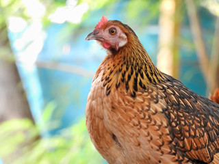 Thai chicken.Hen in the farm