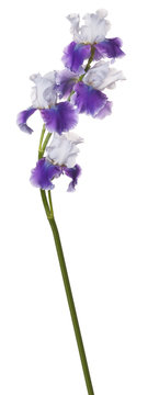 iris flower isolated
