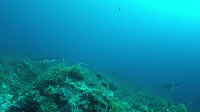 Two Manta rays swimming on a coral reef. 4k footage