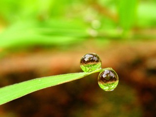 Drop of dew on grass leaf