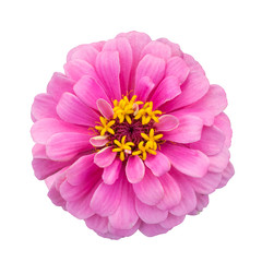 pink zinnia elegans isolated