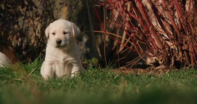 puppy labrador retriever in the farm yard for a walk on a Sunny day,the dog sitting on the grass