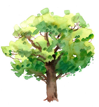 Watercolor oak tree