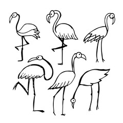 Flamingo, sketch for your design