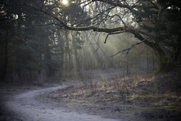 Sonnenstrahlen bahnen sich ihren Weg durch einen Wald an einem Wintermorgen