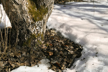 Spring  Snow And Tree