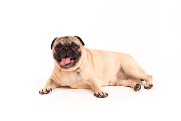 Fototapeta premium pug laying on the floor 