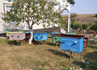 A small amateur apiary near private homes and trees