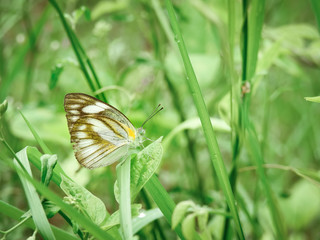 Butterfly and green leaves