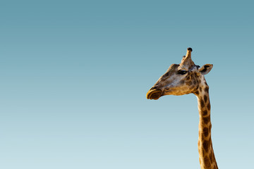 Naklejka premium Giraffe head on clear brighten sky