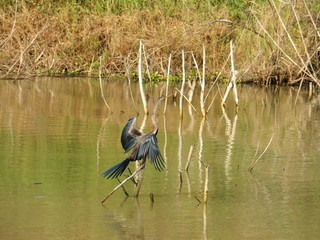 Bird Standing On Stick In The Swamp