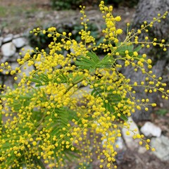 Blooming mimosa branch
