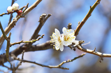 梅の花