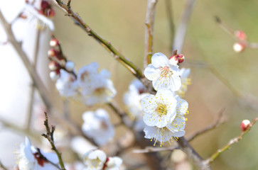 梅の花