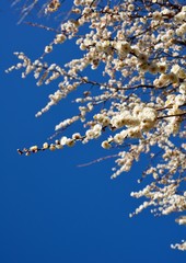 Double flowers of white japanese plum blossoms under blue sky