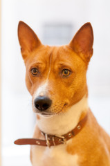Basenji dog looking out the window