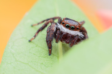 Super macro Jumping spider on green leaf