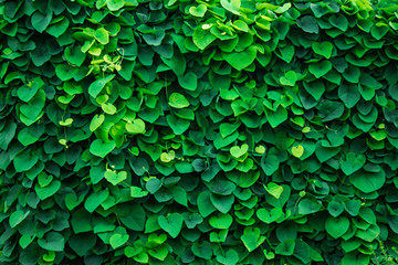 green wall - 137166236