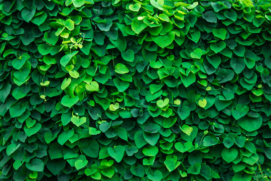 Green Wall