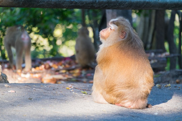 Macaque monkey sitting on the road in Khao Rang hill, Phuket, Thailand